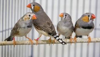 يمام وعصافير