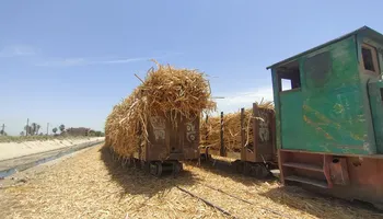 قطار القصب