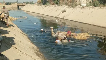انقاذ جمل سقط داخل ترعه