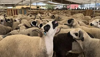  أسعار الأضاحي اليوم