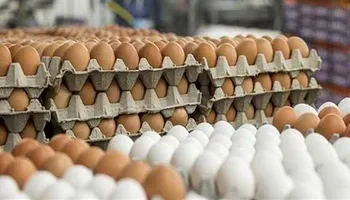 أسعار البيض