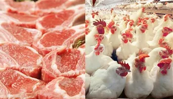 أسعار الفراخ والأضاحي 