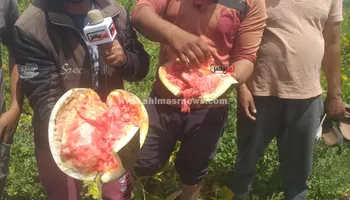 استغاثة مزارعي البطيخ بالبرلس 