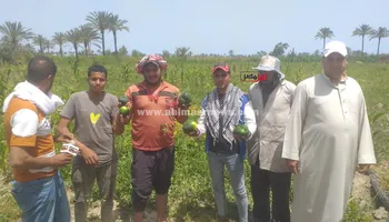 استغاثة مزارعي البطيخ بالبرلس 