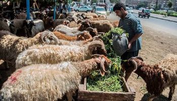 الاضاحي في مصر