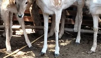 الغزاله الهاربة