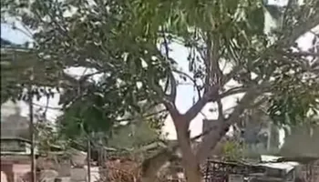 القردة الهاربين