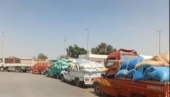 القمح ببنى سويف 