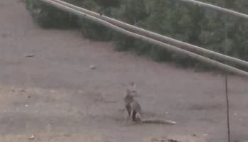 ثعالب داخل فناء مدرسة 