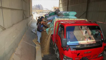 جانب من توريد القمح 