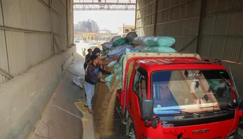 جانب من توريد القمح 