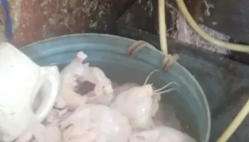 ضبط دواجن محقونة بالمياه وأدوات غش غذائي بسوقي الزهور والعصر ببورسعيد