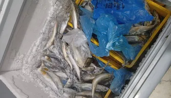 ضبوطات المنوفية 