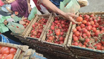 مبادره تاجر طماطم 