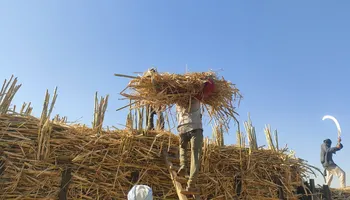 محصول القصب