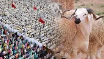 موعد إجازة عيد الأضحى