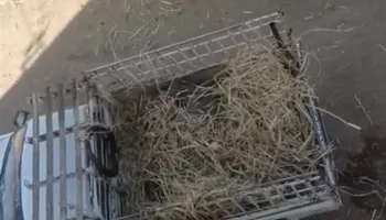 صور من الفيديو المتداول 