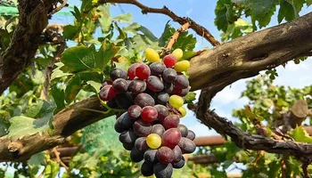 مزرعة عنب_ارشيفية