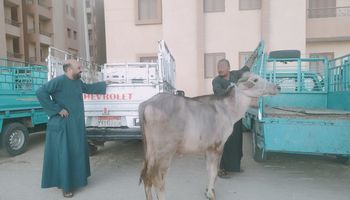 استجابة سريعة لاهل مصر