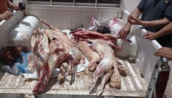 تموين مطروح 