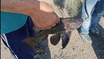 سمكة البليكو المدرعة