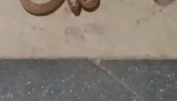 الثعبان