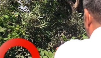 ثعبان ضخم بقرية شعيب