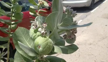 شجرة مسممة تثير الجدل بالإسماعيلية  