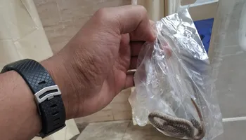 صوره الثعبان 