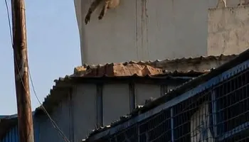 ظهور 4 قرود بالإسماعيلية  