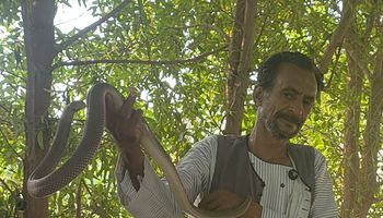 وحيد هاشم مع الافعي الكوبرا 
