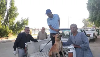 الكلب الضال 