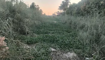 جانب من الترعه