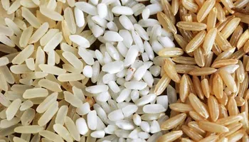 اصناف الارز