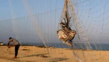موسم الطيور المهاجرة بمطروح 