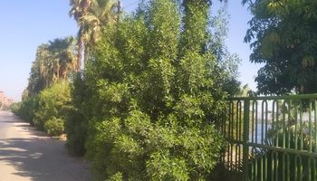 جانب من الاشجار في الشوارع 