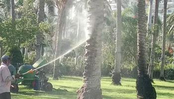 رش النخيل