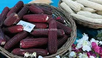إنتاج &laquo;الذرة الحمراء&raquo; لأول مرة ببحوث الذرة الشامية بسخا في كفر الشيخ