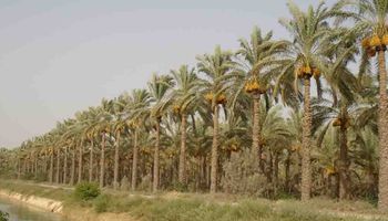  زراعة النخيل بمصر