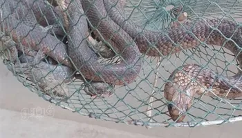 الثعبان