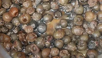 ضبط طن زيتون بمطروح 