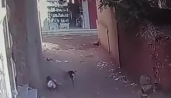 عقر الكلب