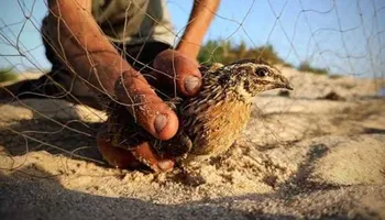 موسم الصيد الطيور المهاجرة بمطروح
