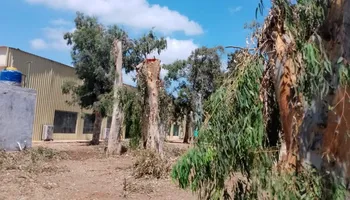  واقعة قطع الأشجار