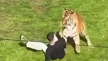 هجوم نمر بحديقة يوركشاير للحياة البرية