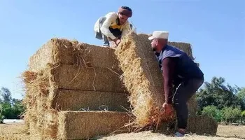قش الأرز