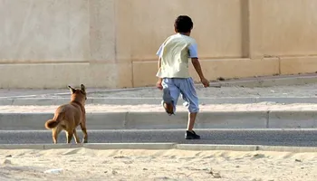  هجمات الكلاب الضالة