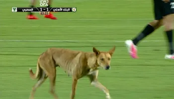 كلب في مباراة البنك الأهلي والمصري 