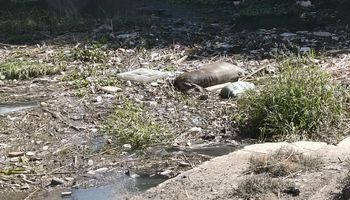 حيوانات نافقة داخل مياه الترعه 