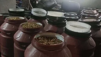 الزيتون المضبوط